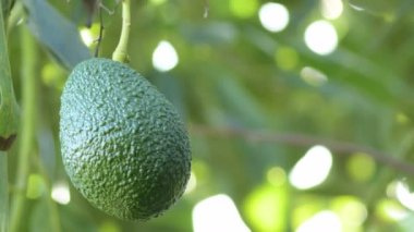Natural hass avocado hanging in a avocado tree