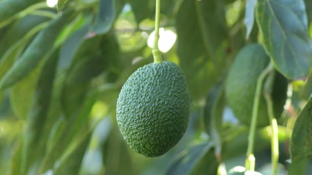 Natuurlijke Hass Avocado Opknoping Een Avocado Boom Een Agrarische Plantage — Stockvideo