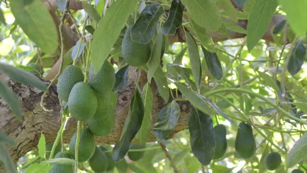 Хасс Авокадо Висить Дереві Авокадо — стокове відео