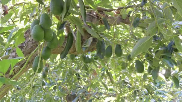 Natuurlijke Hass Avocado Fruit Opknoping Een Avocado Boom — Stockvideo