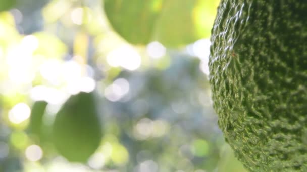 Detail Der Haut Einer Natürlichen Haß Avocado Die Einem Avocadobaum — Stockvideo