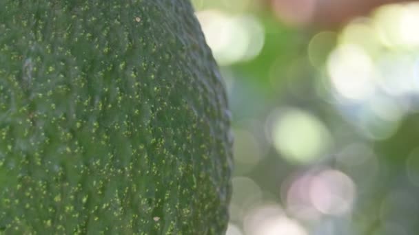 Detail Der Haut Der Natürlichen Haß Avocadofrucht Die Einem Avocadobaum — Stockvideo