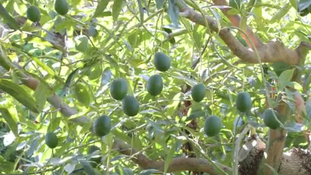 Abacates Hass Natural Fruta Pendurada Uma Árvore Abacate — Vídeo de Stock