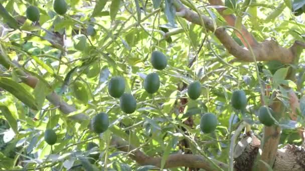 Natural Hass Avocados Fruit Hanging Avocado Tree — Stock Video