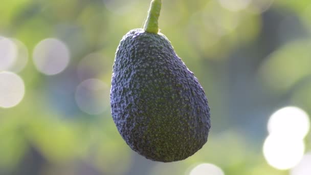 Ripe Natural Hass Avocado Hanging Avocado Tree Sunny Day — Stock Video