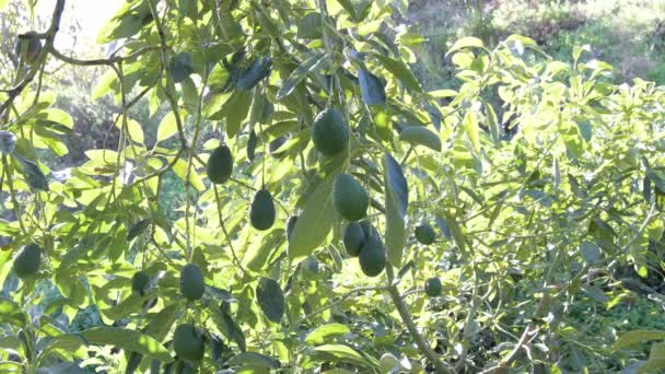 Hass Avocados Hanging Avocado Tree Sunny Day — 비디오