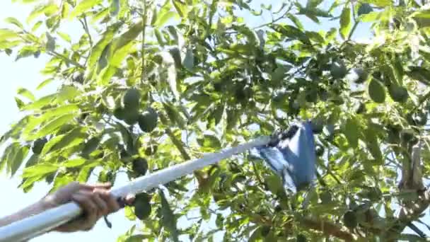 Cosecha Con Poste Fruta Aguacate Natural Árbol Aguacate — Vídeos de Stock