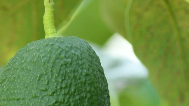 Hass Avocado Hanging Avocado Tree Sunny Day Detail — 비디오
