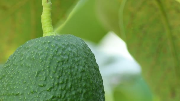 Hass Aguacate Colgando Árbol Aguacate Día Soleado Detalle — Vídeos de Stock