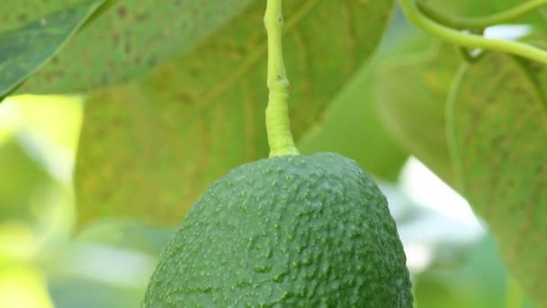 Avokado Ağacındaki Doğal Hass Avokado Meyvesini Elle Biçin — Stok video