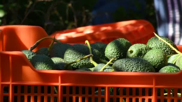 Коробка Натуральными Авокадо Собранная Недавно Сельскохозяйственной Плантации — стоковое видео