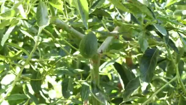 Ernte Mit Einem Pfahl Eine Natürliche Haß Avocadofrucht Einem Avocadobaum — Stockvideo