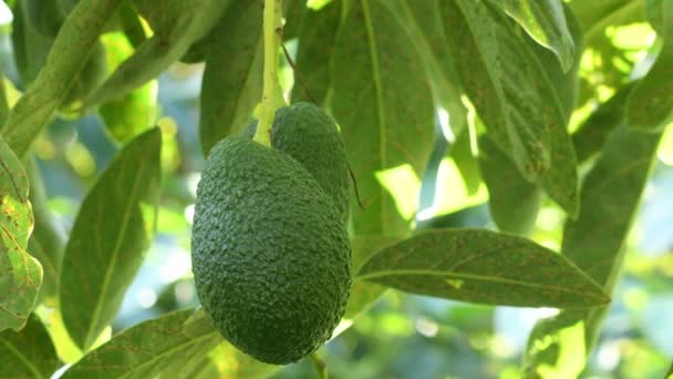 Avokado Ağacındaki Doğal Hass Avokado Meyvesini Elle Biçin — Stok video