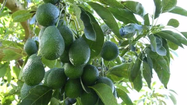 Branch Natural Hass Avocados Avocado Tree Backlight Panoramic — Stock Video