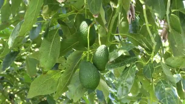 Tomando Manualmente Fruto Abacate Hass Natural Uma Árvore Abacate Dia — Vídeo de Stock