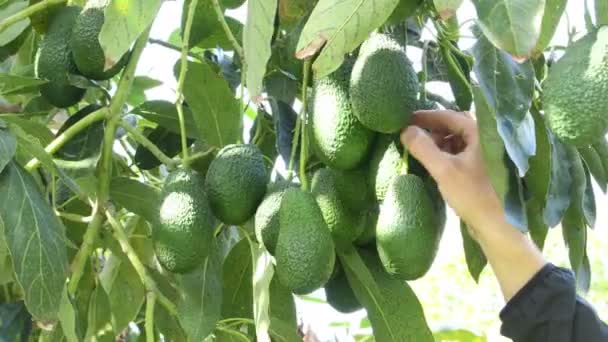 アボカドの木にアボカドの実を手作業で収穫 — ストック動画