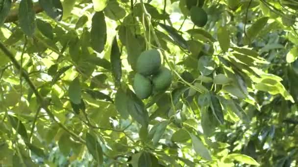 Ветвь Натуральных Авокадо Свисающих Авокадо — стоковое видео