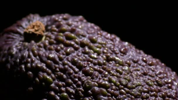 Стиглі Плоди Авокадо Звисають — стокове відео