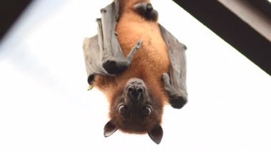 Çatıda uçan tilki yarasası kameraya bakıyor - Pteropus giganteus