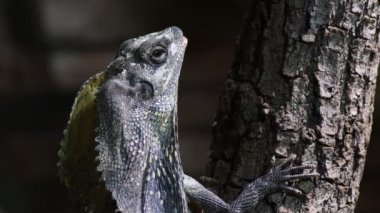 Kertenkele Chlamydosaurus, Fırfırlı Boyun - Chlamydosaurus kingii
