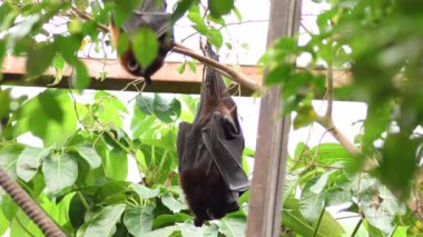 Çatıda uyuyan Hintli uçan tilki yarasası - Pteropus giganteus