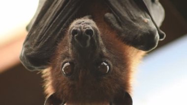 Çatıda asılı duran Hintli uçan tilki yarasası kameraya bakıyor.