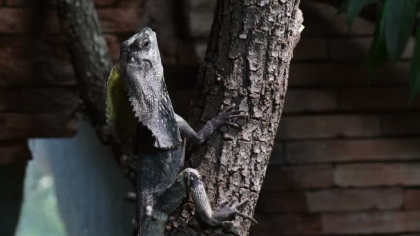 Chlamydosaurus Lagarto Pescoço Assustado Uma Árvore Chlamydosaurus Kingii — Vídeo de Stock