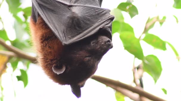 Indian Flying Fox Bat Hanging Sleeping Roof Pteropus Giganteus — 图库视频影像