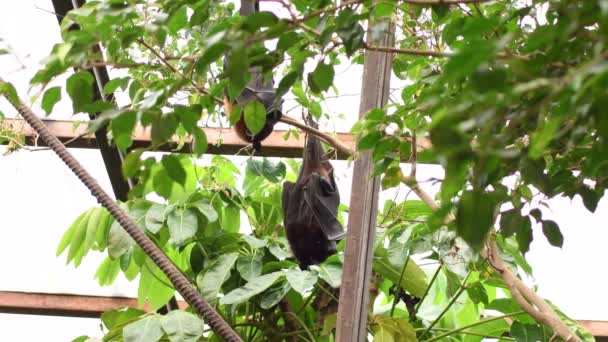 屋根の上で寝ているインドの空飛ぶキツネのコウモリ Pteropus Giganteus — ストック動画