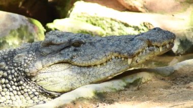 Doğal parktaki Nil timsahı başı - Timsah niloticus