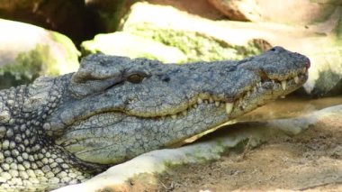 Nil timsahı doğal bir parkta - Crocodylus niloticus