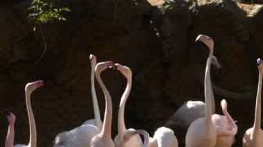 Pembe flamingolar gergin bir tarafa bakıyor.