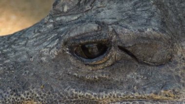 Cüce timsah gözlerini açar ve kapatır - Osteolaemus tetraspis