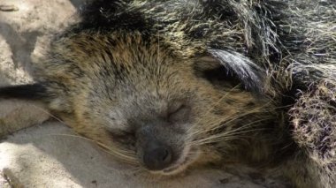 Binturong ya da Bearcat doğal bir parkta huzur içinde uyuyor.