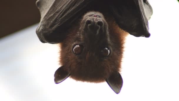 屋顶上的印度飞狐蝙蝠 翼手龙 — 图库视频影像