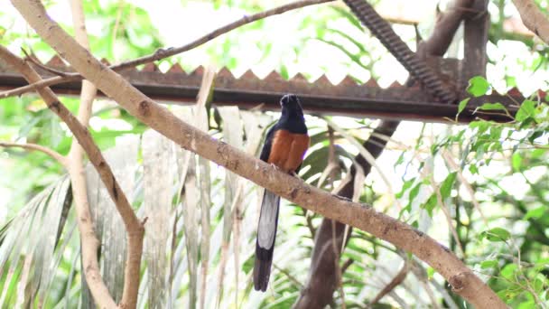 Oiseau Shama Malabar Shama Blanc Râpé Dans Arbre Kittacincla Malabarica — Video