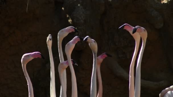 Fenicotteri Rosa Più Grandi Uccelli Nervosi Guardando Lato Dall Altro — Video Stock