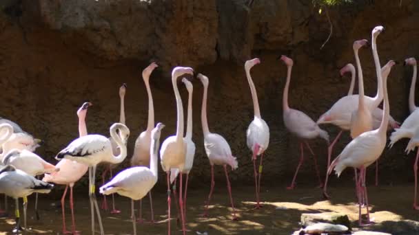 Uccelli Fenicotteri Più Grandi Che Guardano Lato Dall Altro Parco — Video Stock