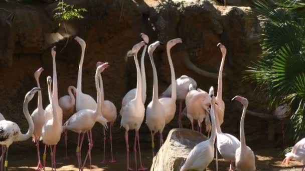 Grands flamants roses oiseaux nerveux regardant d'un côté et de l'autre 