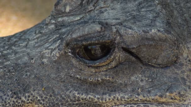 矮小的鳄鱼睁开和闭上了它的眼睛 Osteolaemus Tetraspis — 图库视频影像