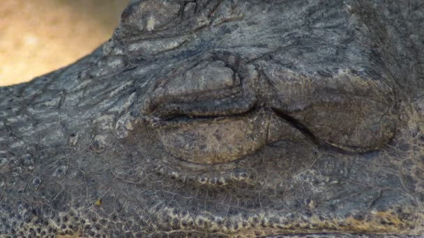 Dwarf Crocodile Closing Her Eye Resting Osteolaemus Tetraspis — 비디오