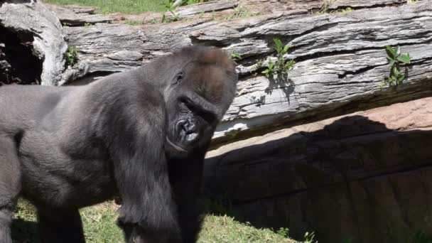 Gorilla Férfi Egy Természeti Parkban Nyugati Alföldi Gorilla — Stock videók