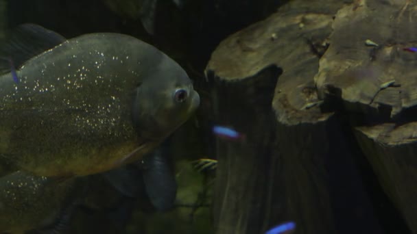水瓶座的红腹食人鱼 红腹食人鱼 — 图库视频影像