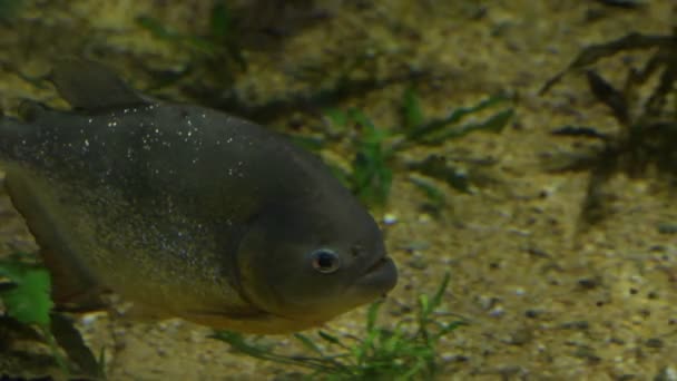 Peixe Piranha Barriga Vermelha Pygocentrus Nattereri — Vídeo de Stock