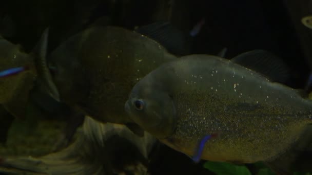 Piranha Ventre Rouge Dans Aquarium Pygocentrus Nattereri — Video