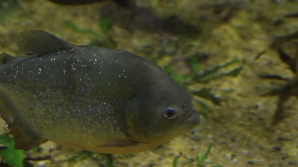 Vörös Hasú Piranha Pygocentrus Nattereri — Stock videók