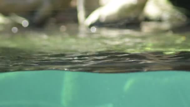 Line Water Underwater Waving Seen Aquario — 비디오
