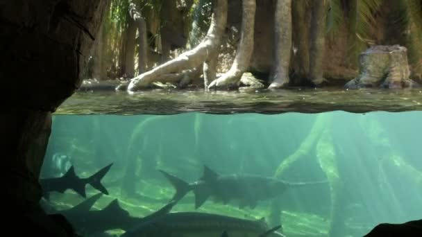 Aquario Tropical Fishes Swimming Tree Roots Submerged — Stock Video