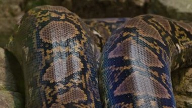 Bir terrarium içinde sürünerek büyük retiküle Python yılan vücut skuaböz