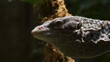 Bir ağaçta mavi ağaç monitörü veya Varanus macraei kertenkele Başkanı